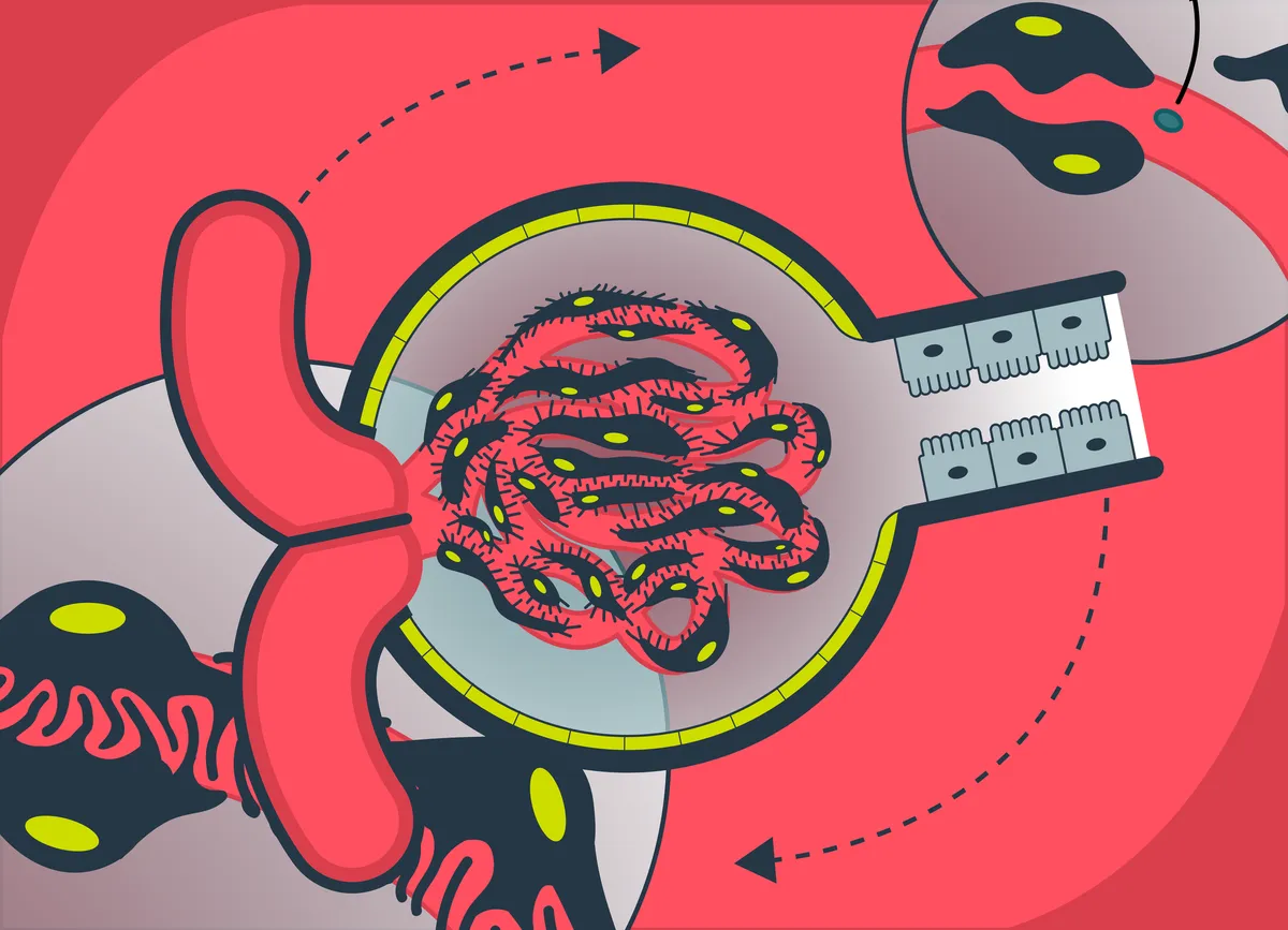 Medical illustrations — Project overview