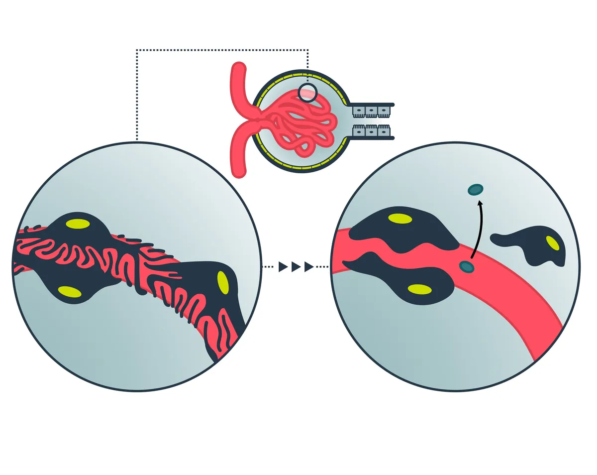 Medical illustrations — Medical illustrations / 02