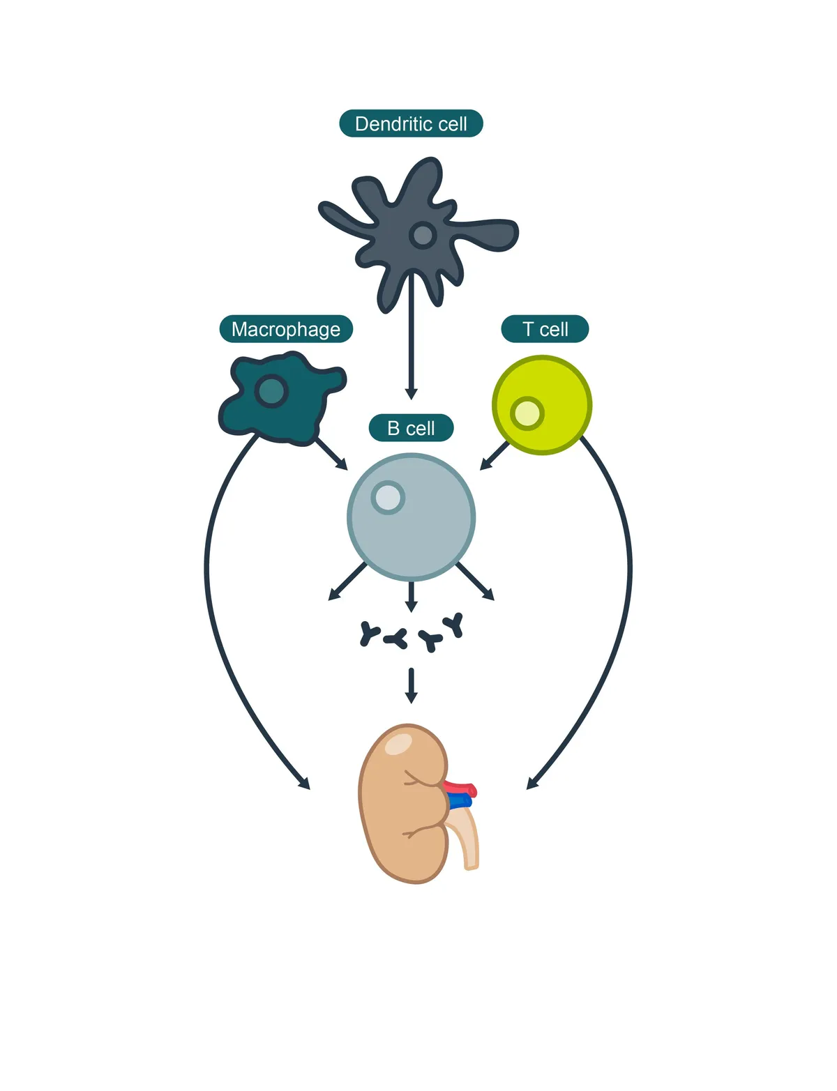 Medical illustrations — Medical illustrations / 03